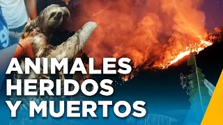 Incendios en la selva peruana ¿Cómo están afectando a los animales de la zona [upl. by Nnarual]