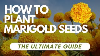 How to Plant Marigold Seeds  The Ultimate Guide [upl. by Elirpa]