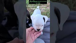 First walk  Nordom German Boxers Kennel  Boxer puppies for sale [upl. by Enaoj]