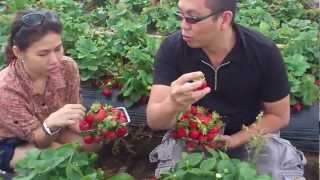 Strawberry Picking at Eumundi Sunshine Coast QLD [upl. by Tadeas62]