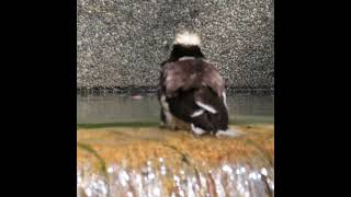 Blackcollared starling  taking a bath 野鳥 birdslover [upl. by Ehman847]