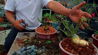 ADENIUM BONSAI TRICKS AND HACKS TAGALOG VERSION 2020 [upl. by Ahsiekat]