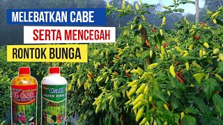 NUTRISI CABE MASA PEMBUAHAN BIAR LEBAT AMAN DARI RONTOK BUNGA  CABE ABAYOMI [upl. by Demeyer331]