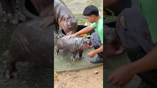 Baby pygmy Hippo play with Zoo Keeper 🤣🤣หมูเด้ง Khaokheowopenzoo PygmyHippopotamus [upl. by Laddie579]