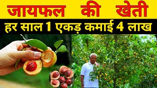 जायफल की खेती की पूरी जानकारी  Nutmeg Farming  jaifal ki kheti  javitri farming  mace farming। [upl. by Inahpets]