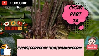 CYCAS REPRODUCTIONGYMNOSPERMPLANT KINGDOM botanylectures botany gymnosperms plantkingdom [upl. by Ripp]