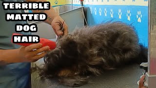 Terrible matted dog hair full shaveDown [upl. by Yelsek]