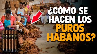 Cómo Se Hacen Los PUROS HABANOS Proceso Completo [upl. by Pasia]