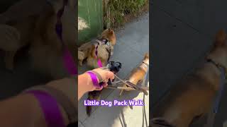 Confidence Building Pack Walks are great to get your dog socializing with other dogs dogwalk dog [upl. by Lotti]