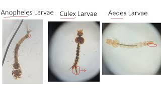 Entomology spotters basics for Community medicine practical  Dr Rock Britto [upl. by Egnalos]