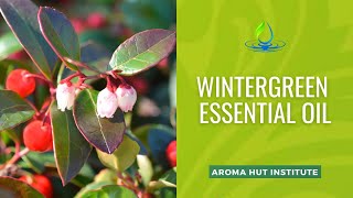 Discover Wintergreen Essential Oils Darkest Secret [upl. by Toth239]