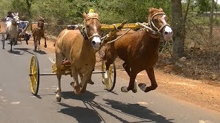 Exciting Horse Cart Race at Tavaga2019скачки 赛马 paardenrennen balap kuda [upl. by Adiahs]