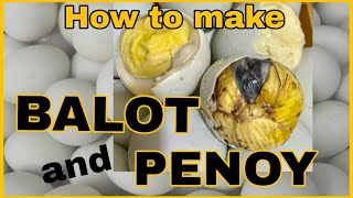 BALOT PENOY  BALUT MAKING  HOW TO MAKE BALUT  FERTILIZED EGG EMBRYO [upl. by Gipson]