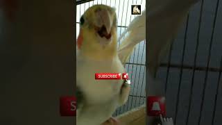 Angry 😡 cockatiel shorts viralshort [upl. by Melborn324]