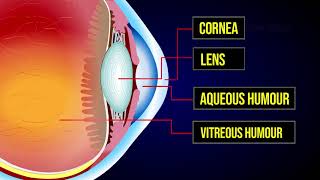 The Human Eye  Mechanism of Human Eye  The Visual Pathway [upl. by Li561]