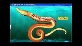 CBSE Class 11 Biology  Hemichordata and Chordata  By Shiksha House [upl. by Kusin773]