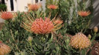 protea plant garden update  8 months later  protea leucospermum leucadendron and mimetes [upl. by Lesoj]