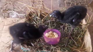 কালিম পাখির বাচ্চা আপেল খায় baby swamphen eating apple [upl. by Asik]