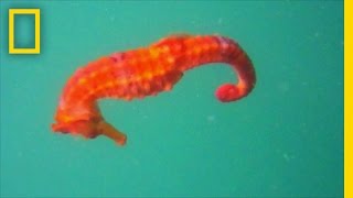 Rare Seahorse Filmed for the First Time  National Geographic [upl. by Arrait]