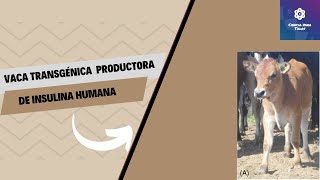 Vacas transgénicas La nueva fábrica de producción de insulina humana [upl. by Mac569]