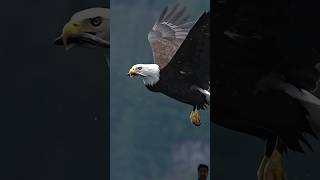 Eagle eating fish during flying [upl. by Ojyma]