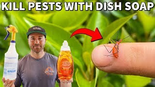 How To Kill Insects INSTANTLY With Dish Soap Spray [upl. by Saerdna]