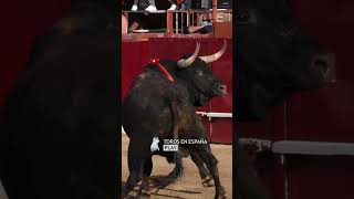 TOROS INCREÍBLES EN DAGANZO [upl. by Ovatsug]