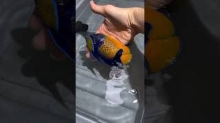 Beautiful Marine Fish 🐠  Majestic Angelfish 🐟shorts petsvlog fish marine yputubeshorts [upl. by Ender]