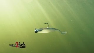 Target Spotted Bass With Finesse Swimbaits [upl. by Drucill]