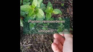 Planten vermeerderen door uitlopers laat de plant het werk doen kruidenvrouw marjoleinjonkers [upl. by Adnauqahs]