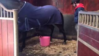 How to potty train your horse [upl. by Kylen]