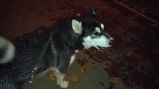 Alaskan Malamute howling to the ambulance and then the police car [upl. by Aissej]