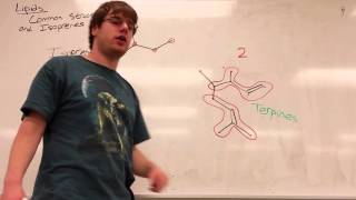 Lipids Part 1  Common Structures and Isoprenes [upl. by Eihctir]