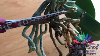 How to propagate orchid from roots separate [upl. by Harraf]