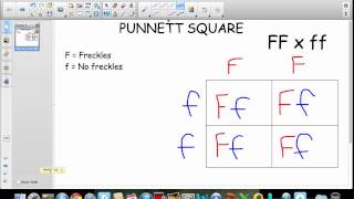 Punnett Square Tutorial [upl. by Clarabelle]