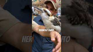 Ave Kookaburra australiano dance music viralvideo viralreels viralshorts youtubeshorts [upl. by Ethelyn]