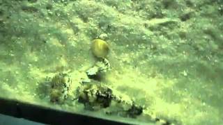 Freshwater stingrays swimming around at the Florida Aquarium [upl. by Jaimie]