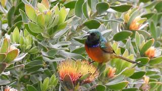 Orangebreasted sunbirds on Leucospermum oleifolium [upl. by Adnohsor418]