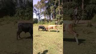 Bullfighting kakamega countyKlopp junior [upl. by Eidna]