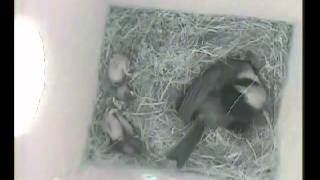 House wren attacks Chickadee nest box with chicks [upl. by Sibie]