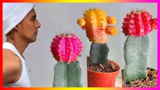 🏵Cómo CUIDAR CACTUS INJERTADOS cuidados de Cactus injertado e injertos de Cactus Cultivo y Riego 😸 [upl. by Oelak]