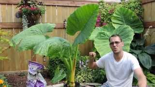 Growing Another Giant  Alocasia Borneo Giant [upl. by Lightman]