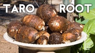 Growing Taro Root Plant  Tips amp Harvest [upl. by Ikik587]