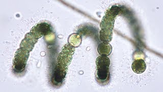 Bluegreen Algae Cyanobacteria from Pond to Lab  Pondlife Episode 2 [upl. by Etyam]