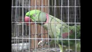 Blue Ribbon Pet Farm  Main Facility Tour and Overview of Exotic Birds [upl. by Coke]