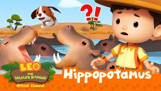 The HIPPOS are HUNGRY 🦛  Hippopotamus  Leo the Wildlife Ranger  compilation [upl. by Valenka]