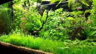 Pearling aquarium plants [upl. by Esirrehc]