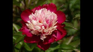 Пион1 Paeonia1 Garden flowers165 Декоративные растения [upl. by Gorey]