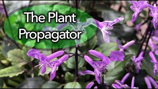 Propagation of Plectranthus using cuttings [upl. by Lamee]