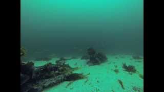 Norwegia dorsze pod wodą cod under water gopro 2013 [upl. by Mulcahy]